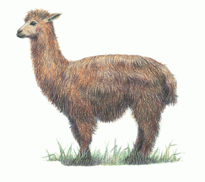 alpaca info0 300x266 Fact: An Alpaca Could Make Money Doing This...
